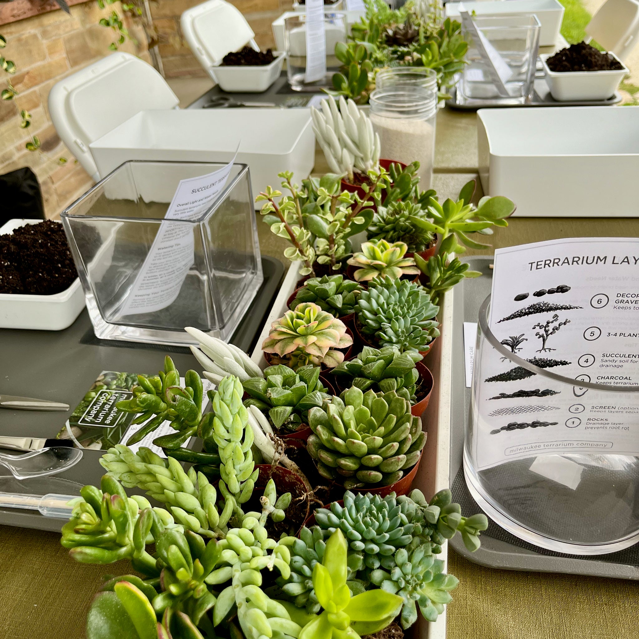 succulents milwaukee Terrarium Workshop: 3/5/25