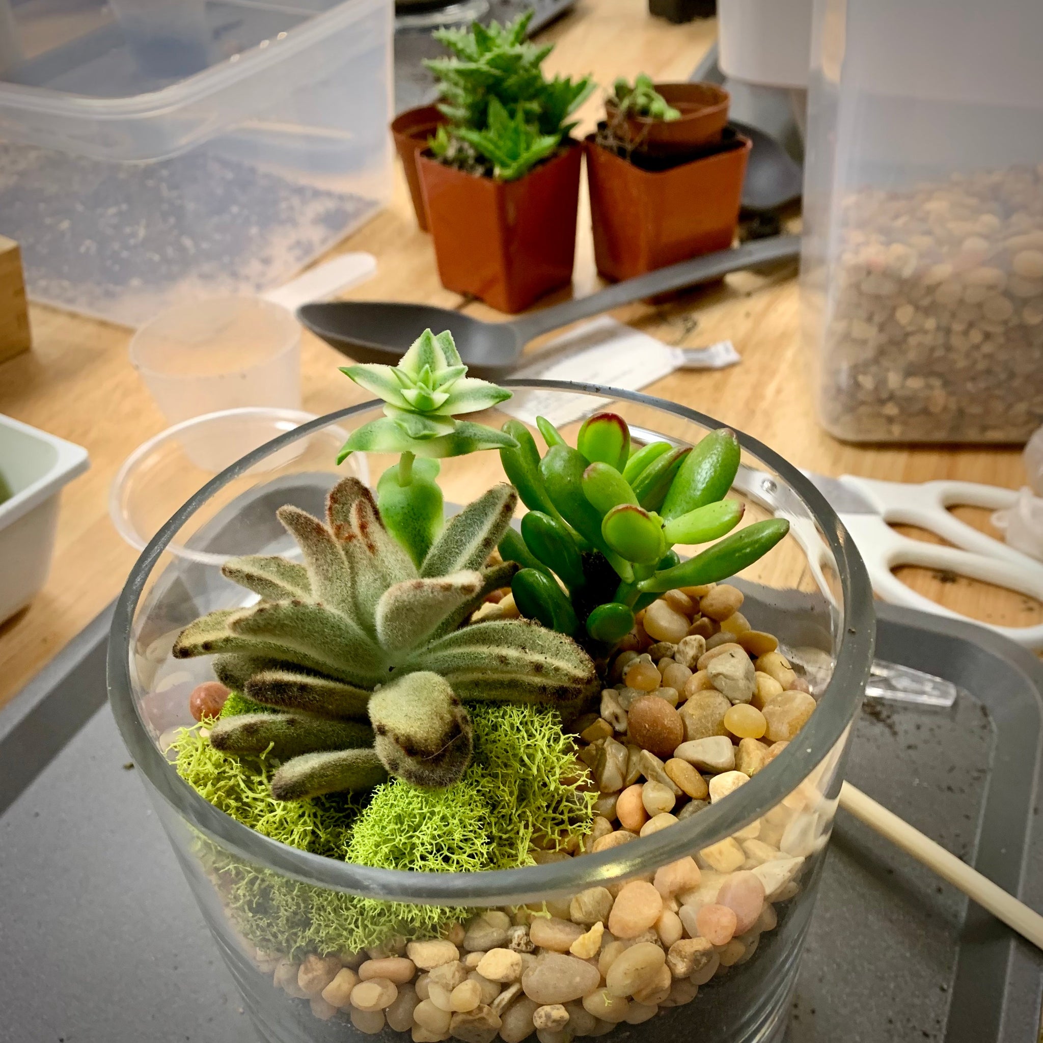 plant house terrarium workshop Terrarium Workshop: 3/5/25 – Milwaukee Terrarium Company